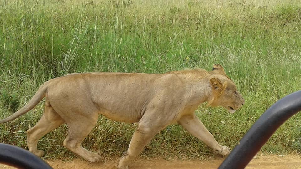 Mikumi national Park