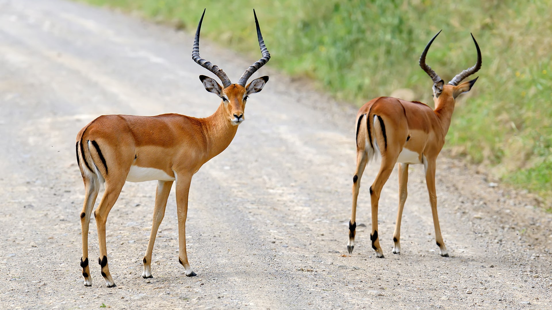 Day-Trip-Fly-in-Safari-to-Mikumi-National-Park-07