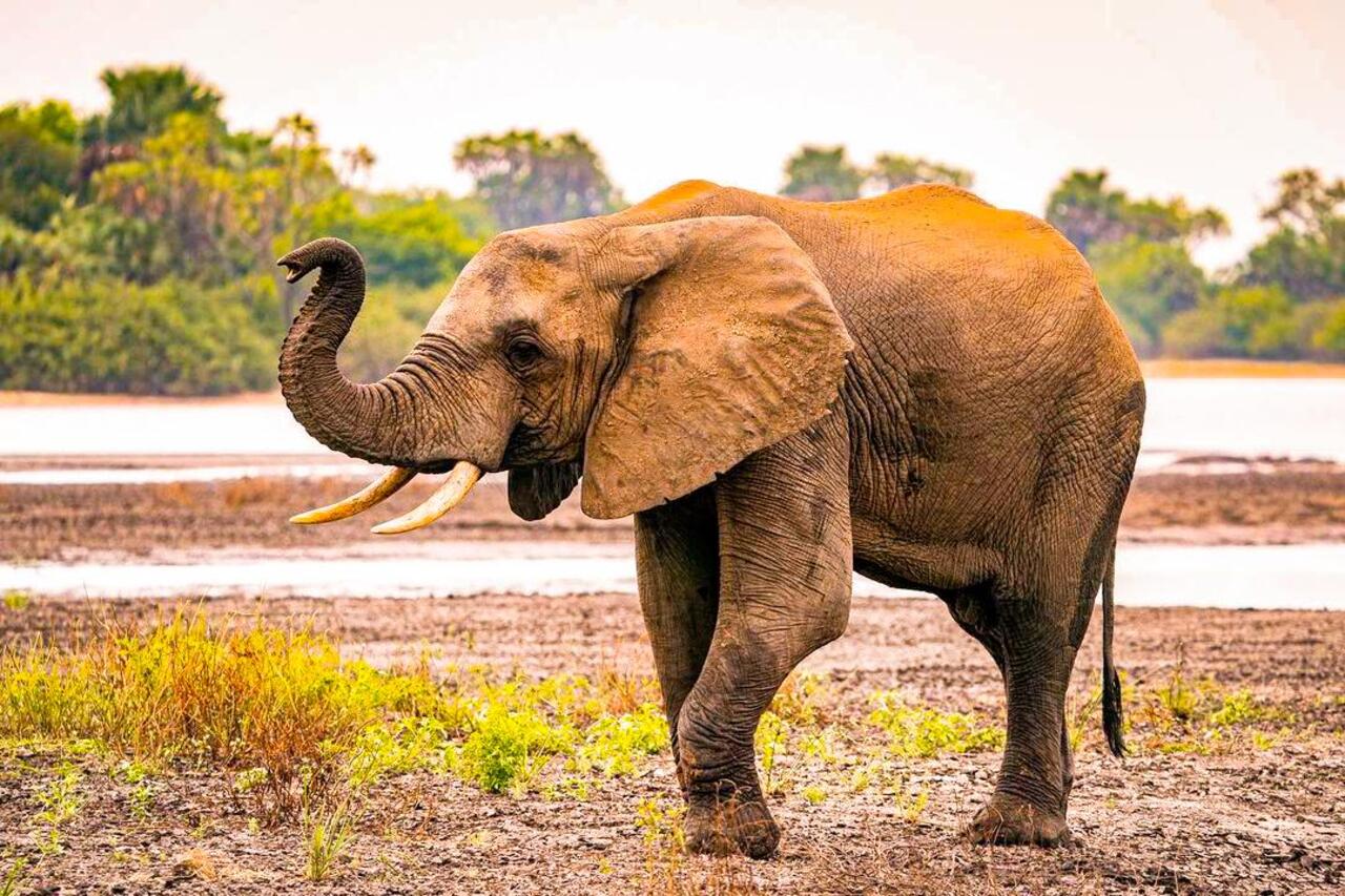 Selous Game Reserve National Park