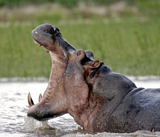 Selous-Game-Reserve