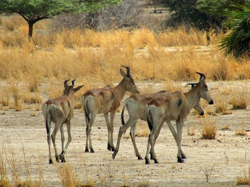 Tarangire National Park